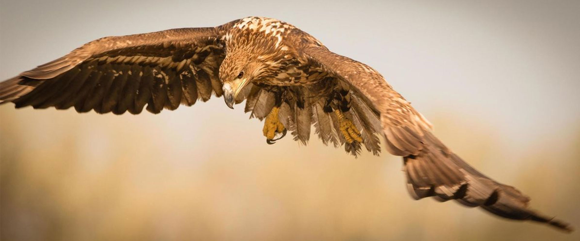 What is Enlightenment?